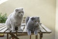 Two Scottish Fold cats