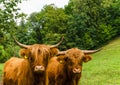 Two Scottish highland cattle on a green meadow Royalty Free Stock Photo