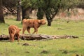 Two scottish Highlander calfs walking veluwe nature Royalty Free Stock Photo