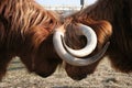 Two scottish highlanders