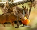 Two Scottish red squirrels eating an apple