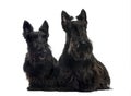 Two Scottish Terriers sitting