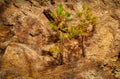 Two scraggly little pine trees clinging to a rocky red mountainside in Colorado USA