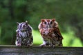 Two Screech Owls