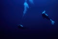 Two Scuba divers swimming in deep blue