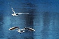 Two sea birds in flight Royalty Free Stock Photo