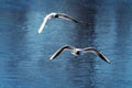 Two sea birds in flight Royalty Free Stock Photo