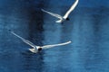 Two sea birds in flight Royalty Free Stock Photo