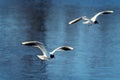 Two sea birds in flight Royalty Free Stock Photo