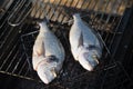 Two plump seabream ready to be cooked on the barbeque