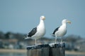 Two Sea Gull Sentries