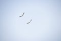 Two sea gulls flying hovering in cloudy sky Royalty Free Stock Photo