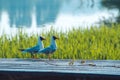 Two sea gulls sit on top of wooden board over spring green grass background with lake water landscape Royalty Free Stock Photo