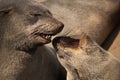 Two sea lions talking or kissing to each other on the beach of Cape cross in namibia, africa