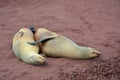 Two sea lions on the beach in the Galapagos Royalty Free Stock Photo