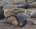 Two Sea Lions Cuddle