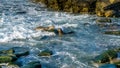 Two sea lions fighting, a male defensing his family. Royalty Free Stock Photo