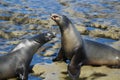 Two sea lions fighting on a rocky beach Royalty Free Stock Photo