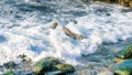 Two sea lions fighting Royalty Free Stock Photo