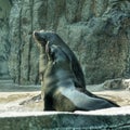 Two sea lions on the ground