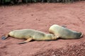 Two sea lions resting on the beach in the Galapagos Islands. Royalty Free Stock Photo