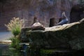 two sea lions resting on a rock in a zoo enclosure with water and plants in the foreground and a rock wall in the background,