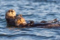 Two sea otters floating in Morro Bay, California