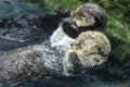 Two Sea Otters Holding Paws and Floating on Backs Royalty Free Stock Photo