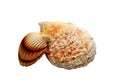 Two sea shells Royalty Free Stock Photo