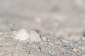 Shells on the beach. Background. Royalty Free Stock Photo