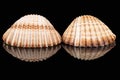 Two sea shells of bivalvia on black background, mirror reflection