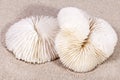 Two sea shells of fungia lying on the sand, close up