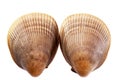 Two sea shells of mollusk isolated on white background, close up Royalty Free Stock Photo