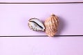 Two sea shells on a pink table Royalty Free Stock Photo