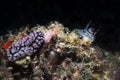 Two sea slug marine life on dark background