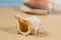 Two sea snails on the sandy beach