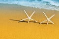 Two sea star or starfish on golden sandy against sea background.
