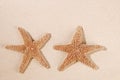 Two sea star starfish on sand backdrop Royalty Free Stock Photo