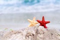 Two sea stars on sand of sea beach