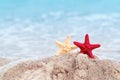 Two starfish standing on sand near sea