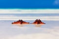 Two sea-stars with wedding rings lying on sand beach background Royalty Free Stock Photo