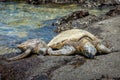 Two Sea Turtles Resting on a Rock Royalty Free Stock Photo