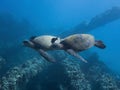 Two Sea Turtles Swim Side By Side with Matching Fish Above Royalty Free Stock Photo