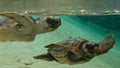 Two Sea Turtles Royalty Free Stock Photo