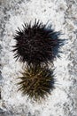 Two sea urchin shells on rock