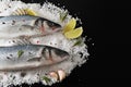 two seabass fish on salt with with lemon, lime, rosemary and spices. raw fish. top view, copy space for restaurant, menu, flyer Royalty Free Stock Photo