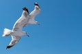 Two seabirds Seagulls in flight against the blue sky Royalty Free Stock Photo