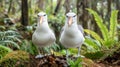 Two Shy Albatrosses Facing the Camera in Lush Green Forest Royalty Free Stock Photo
