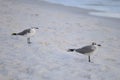 Two seabirds on white sand beach