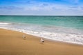 Two seagull bird on the beach Royalty Free Stock Photo